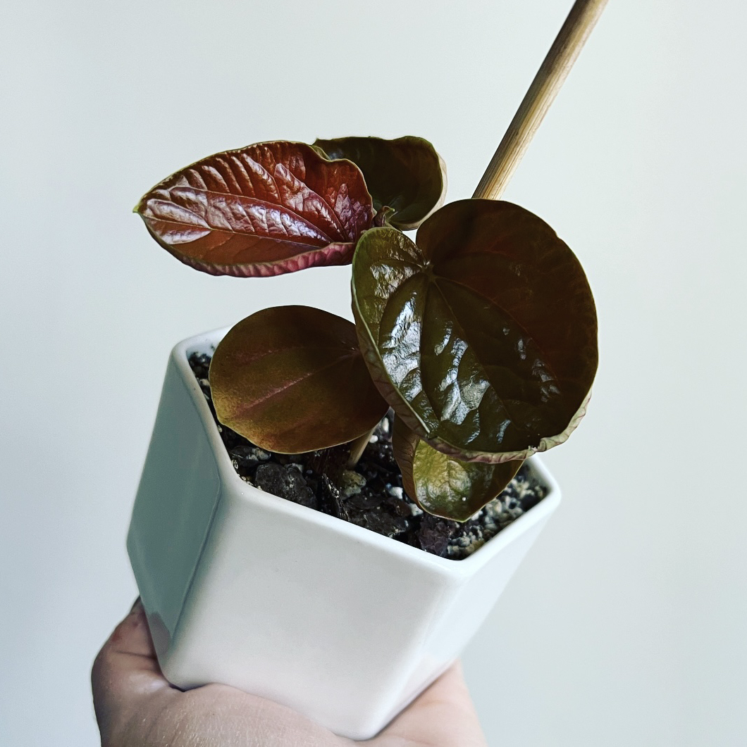 Peperomia 'Harmonys Great Pumpkin' plant photo by @itsfabiii named Pep Pumpkin on Greg, the plant care app.