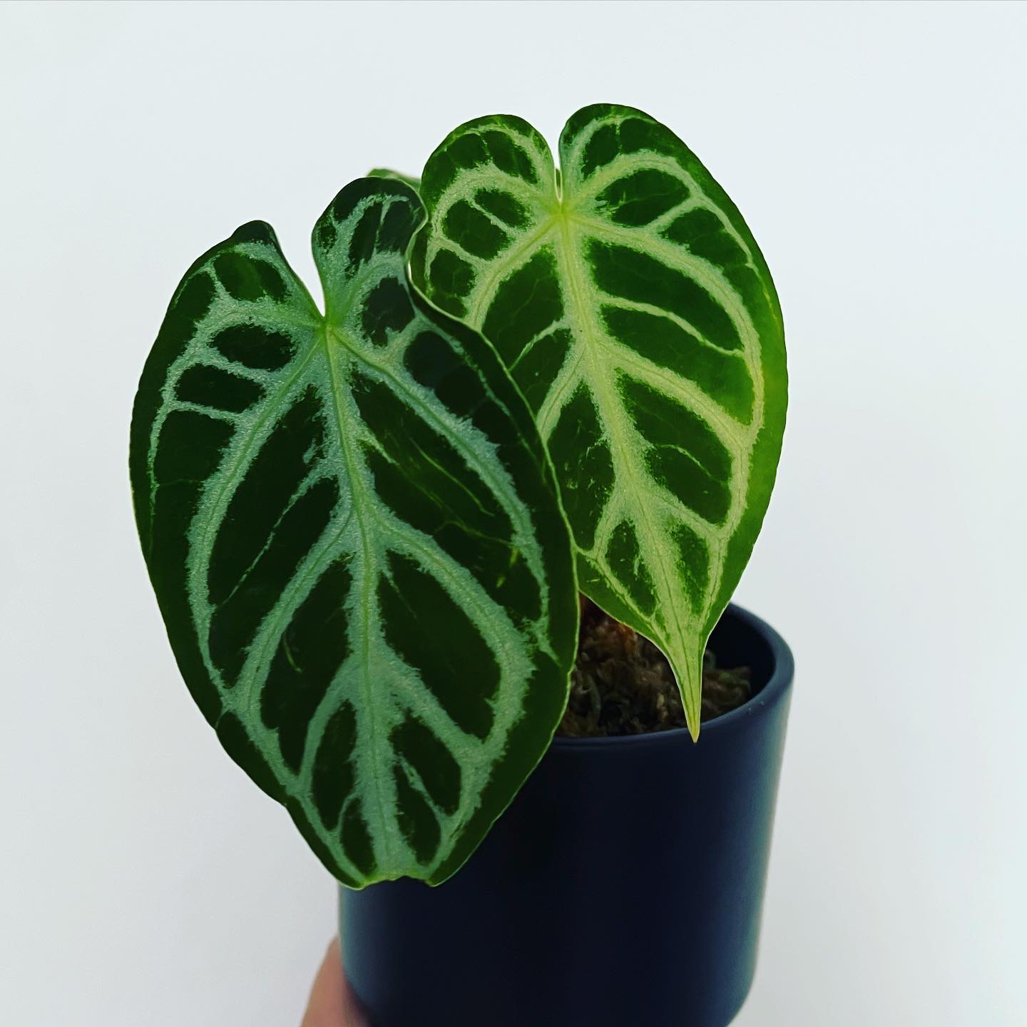 Photo of the plant species Hope by @itsfabiii named Anthurium Crystal Hope on Greg, the plant care app