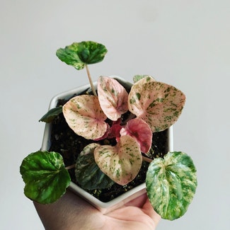 Peperomia Pink Lady plant in Charlotte, North Carolina