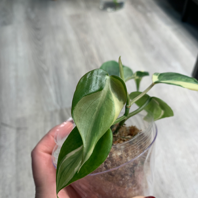 Philodendron 'Rio' plant with variegated leaves in a small pot, held by a hand.