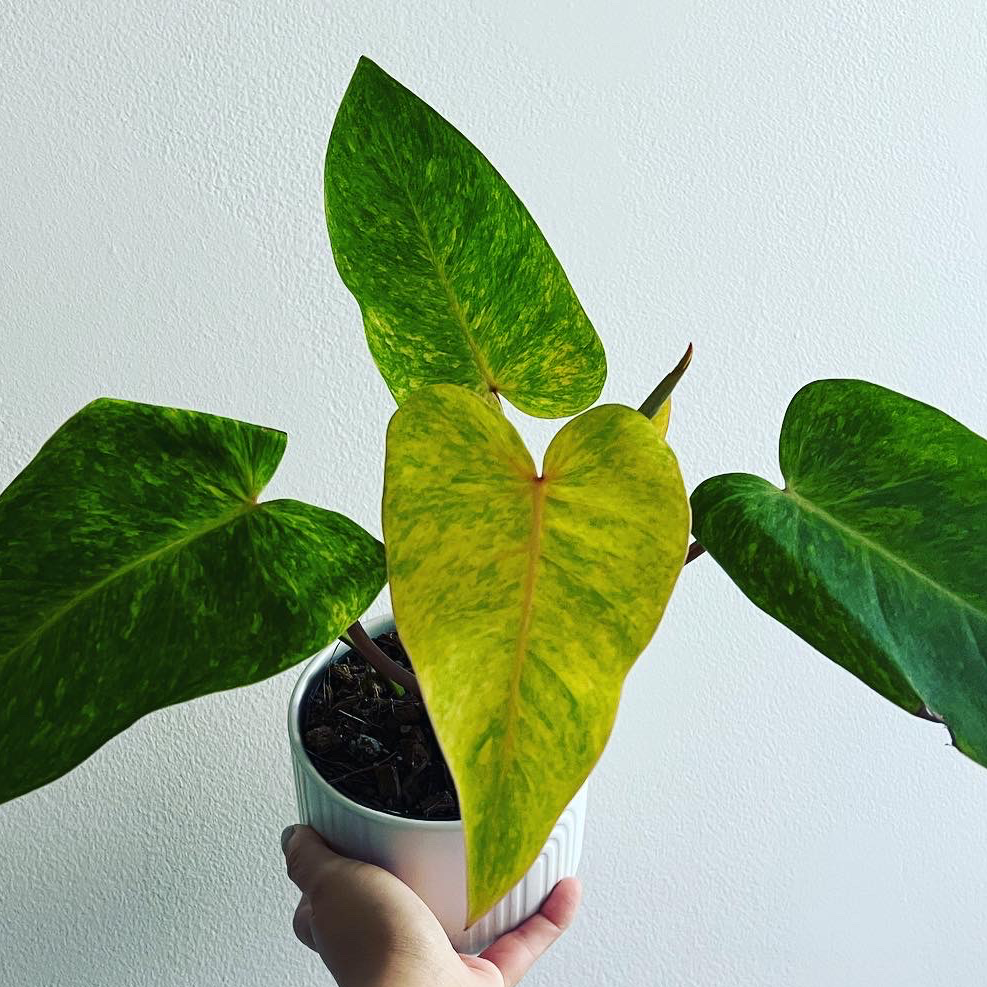 Philodendron 'Painted Lady' plant with yellowing leaf, held by a hand.