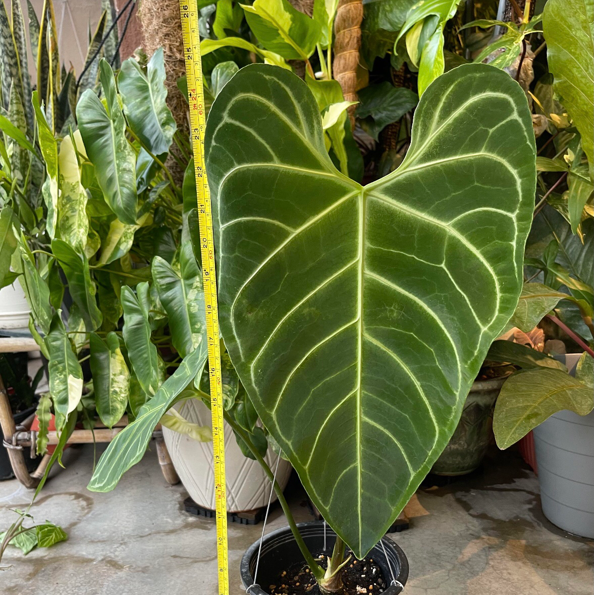 Anthurium Regale is Toxic to Cats 🐈