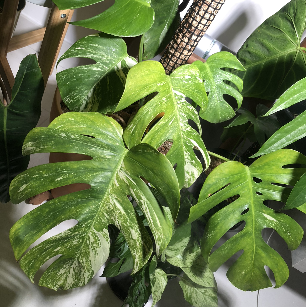 Variegated Monstera plant with distinct variegated leaves, appears healthy.