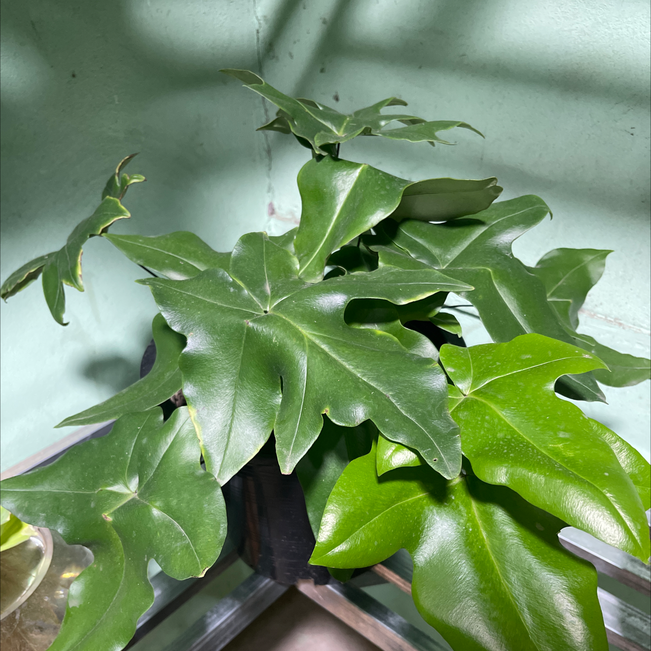 Photo of the plant species Digit Fern by @MaSitt named Rosa on Greg, the plant care app