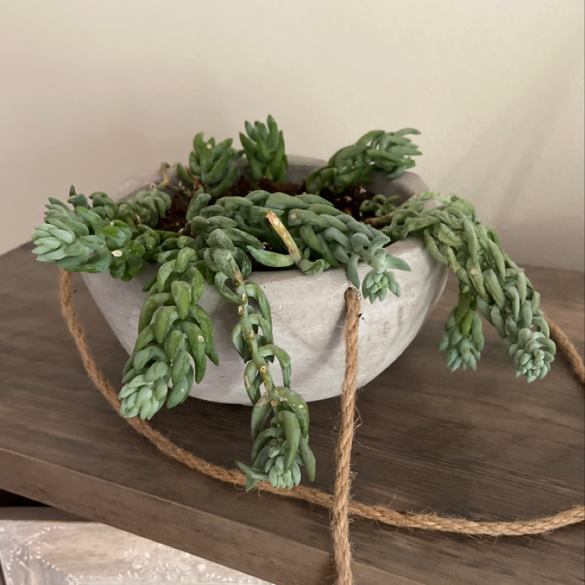 Potted Pale Stonecrop succulent with elongated, fleshy leaves.