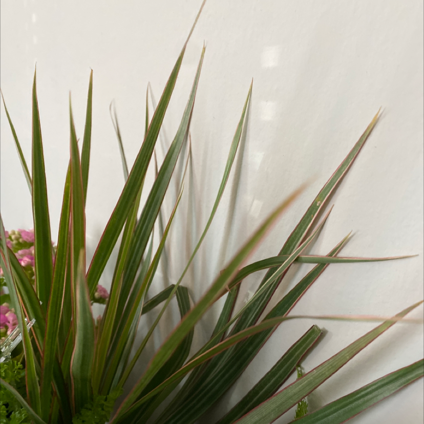 Dracaena 'Ray of Sunshine' plant with long, narrow leaves, slight browning at tips.