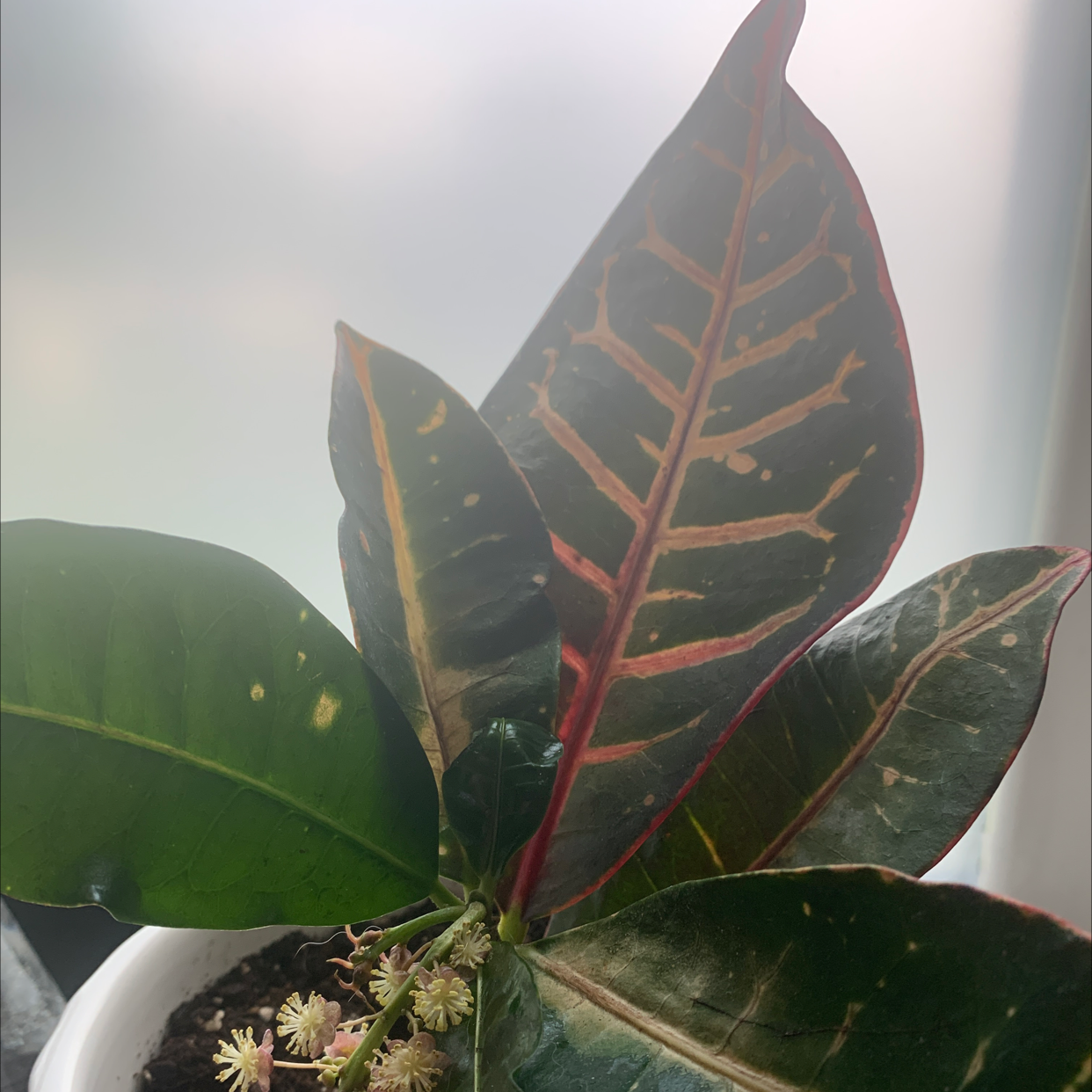 Photo of the plant species Croton 'Norma' by Bryce named Croton on Greg, the plant care app