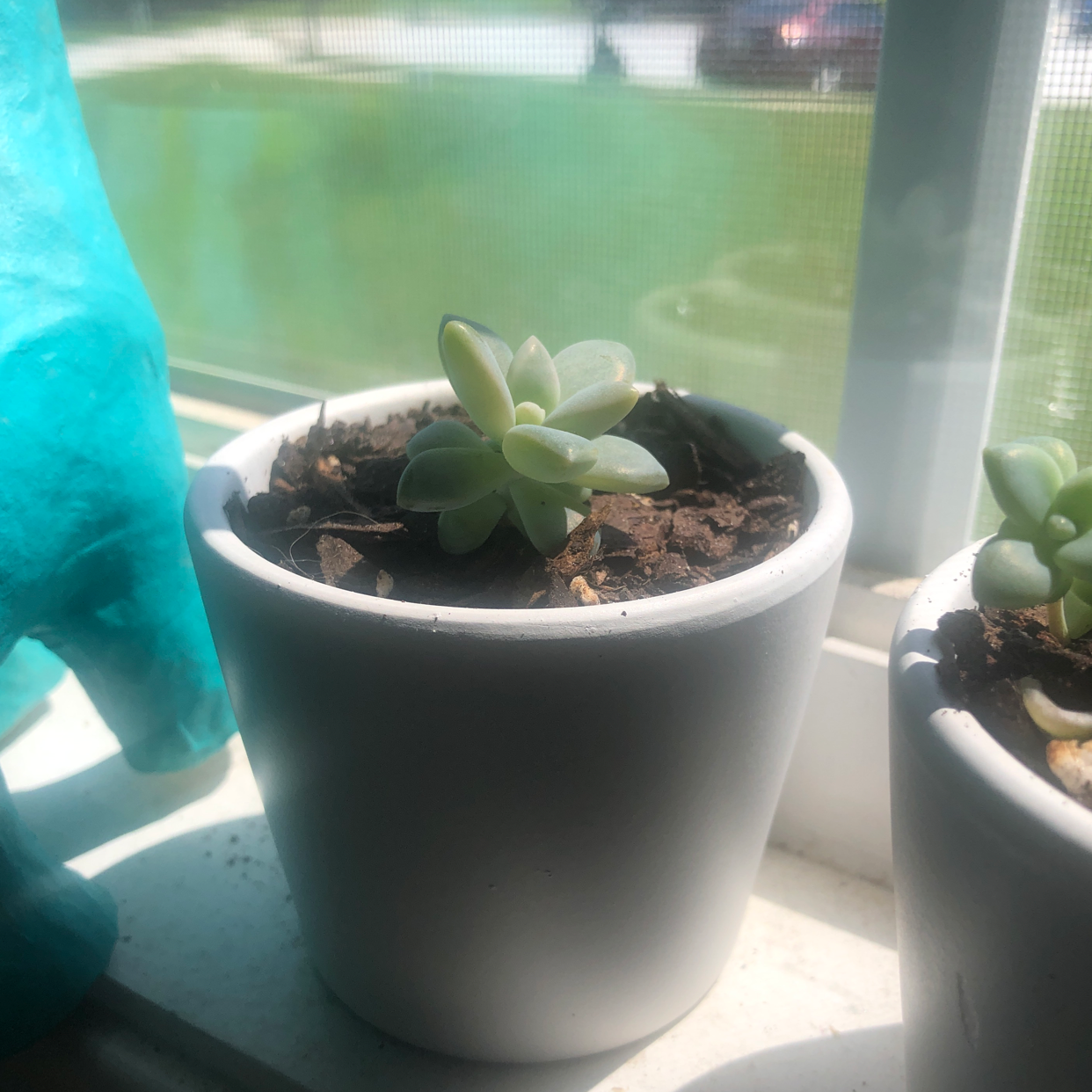 Graptosedum 'Blue Giant' succulent in a white pot on a windowsill with visible soil.