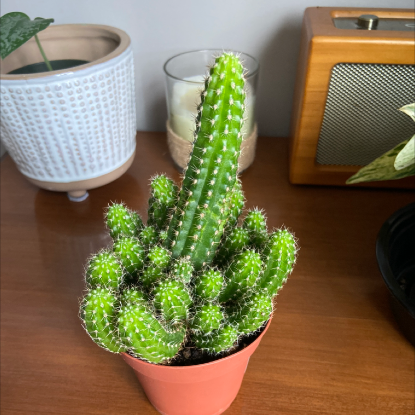 Photo of the plant species Columnar Cactus by @Hazelnault named Sir Picklesworth on Greg, the plant care app