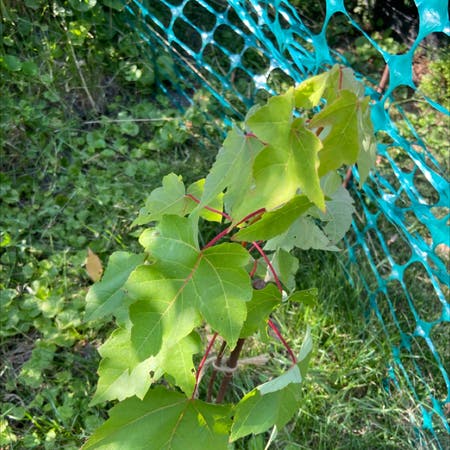 Photo of the plant species Acer Rubrum by Hazelnault named Michelle Branch on Greg, the plant care app