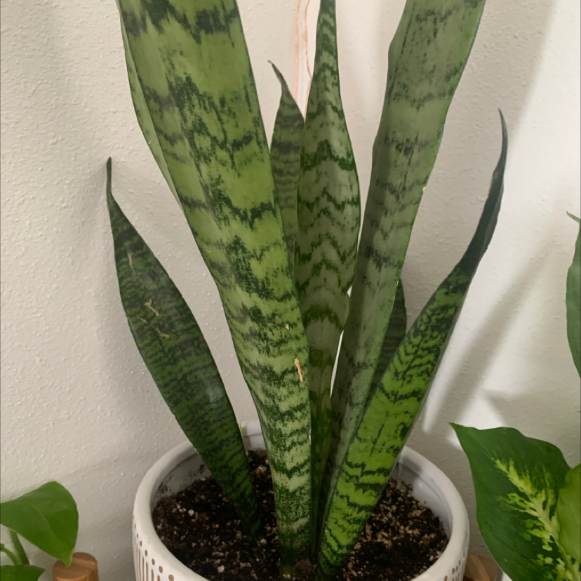 Snake Plant plant photo by @crayplantlady named Medusa on Greg, the plant care app.