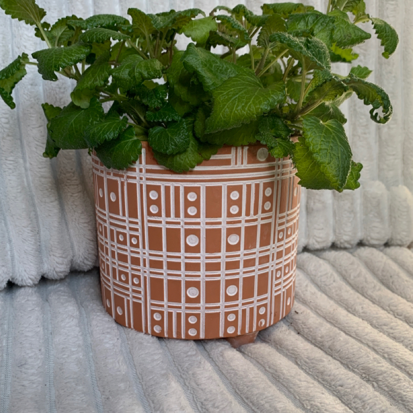 Spearmint plant photo by @crayplantlady named Miles on Greg, the plant care app.