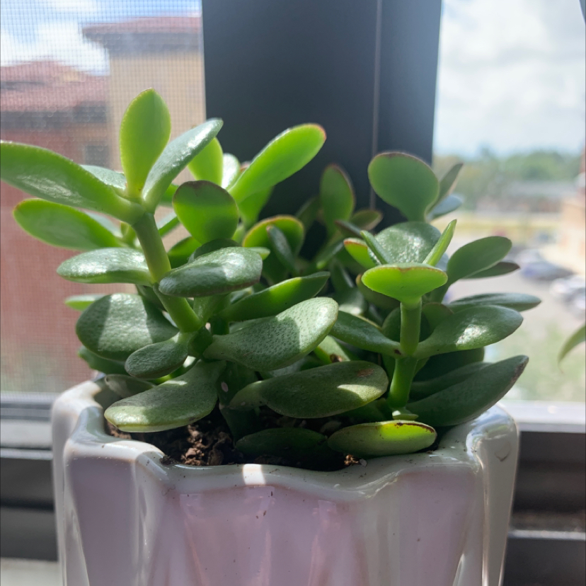 Lucky Plant plant photo by @crayplantlady named Jadey on Greg, the plant care app.