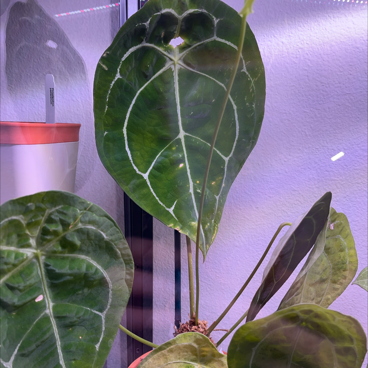 Anthurium forgetii plant with healthy leaves and characteristic white venation.