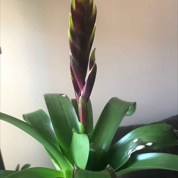 Flaming Sword plant with prominent inflorescence and mostly healthy leaves.