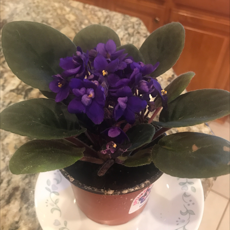 African Violet plant photo by @lesleyshell named Viola on Greg, the plant care app.
