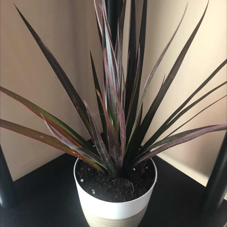 New Zealand Flax plant in a pot with healthy, slender leaves.