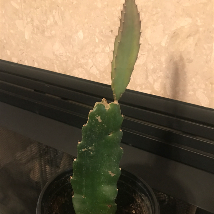 Brazilian Pricklypear plant with two pads in a pot, soil visible.