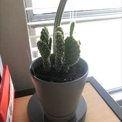 Bunny Ears Cactus plant