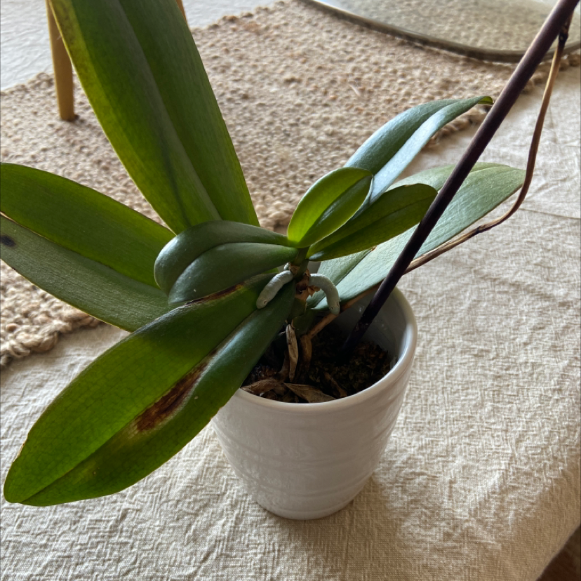 Moon Orchid plant photo by @parismcg named Mariah Carey on Greg, the plant care app.