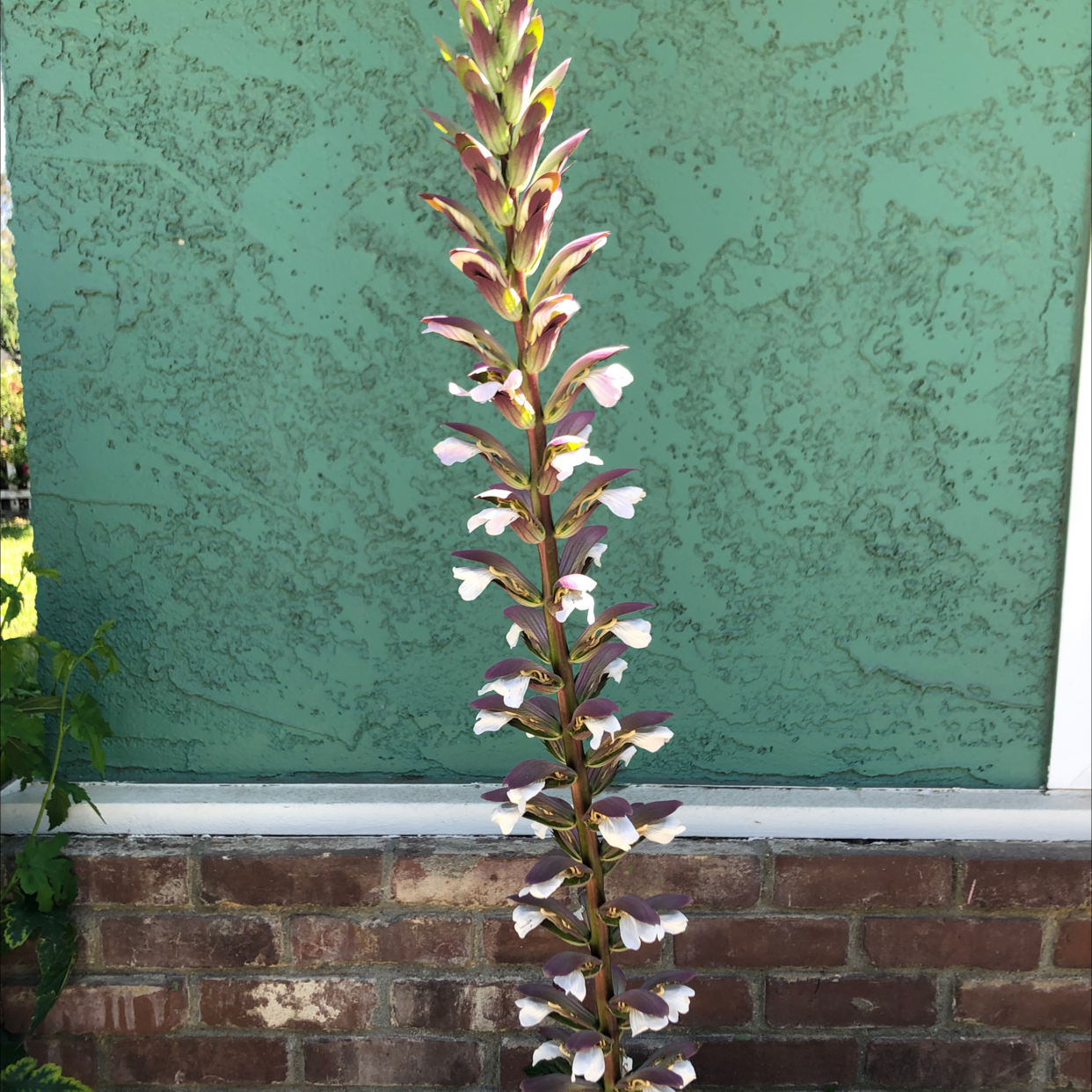 Tall Bear's Breeches plant with flowers along a central stem, against a green wall.