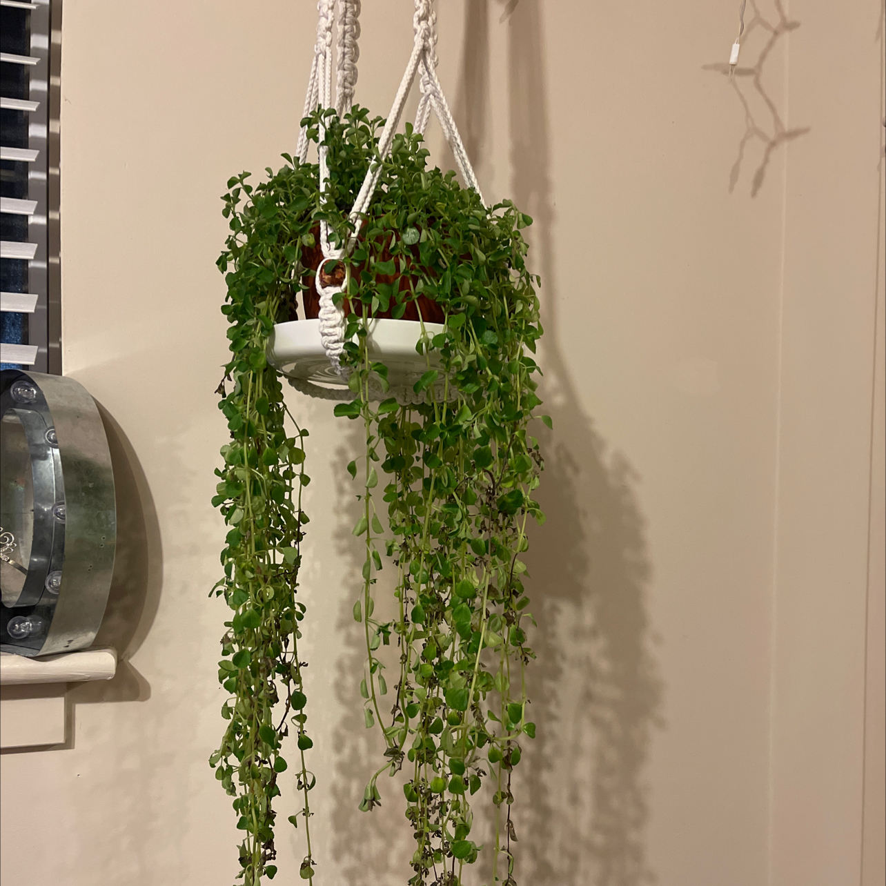 Healthy, trailing Pilea depressa plant with lush green round leaves in a white ceramic hanging pot.
