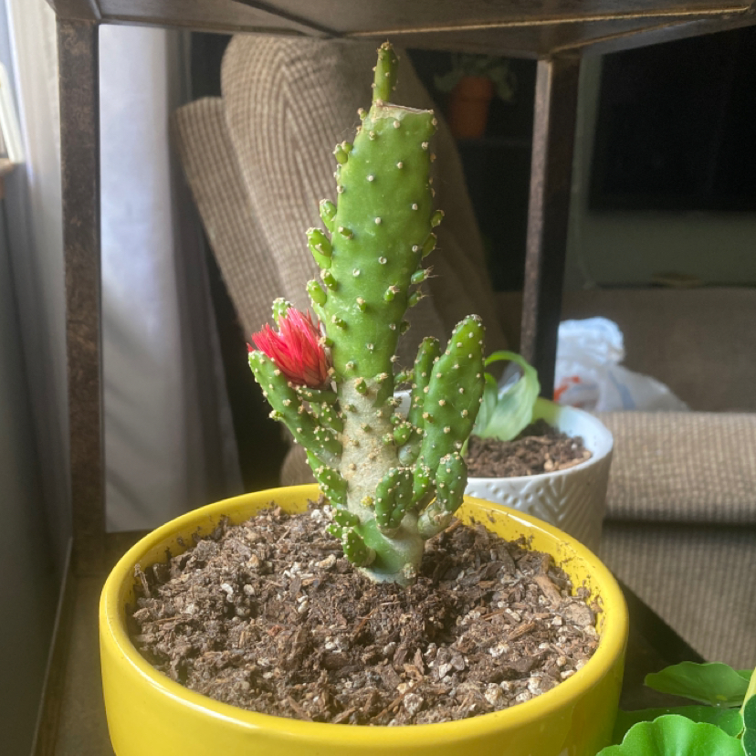 Smooth Prickly Pear cactus in a yellow pot with a red flower blooming.