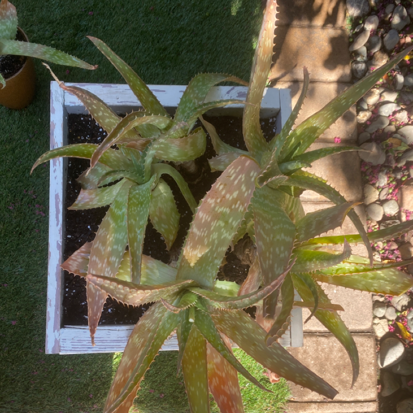 Broad-Leaved Aloe plant in a white planter with visible leaf discoloration and soil.