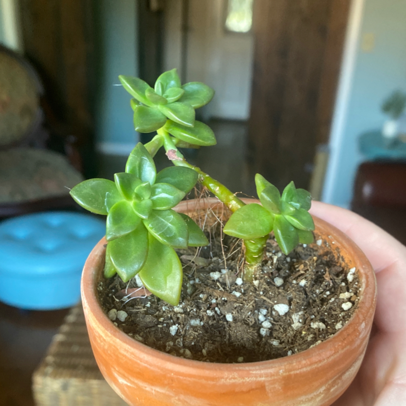 A healthy Radiator Plant in a small terracotta pot with visible soil.