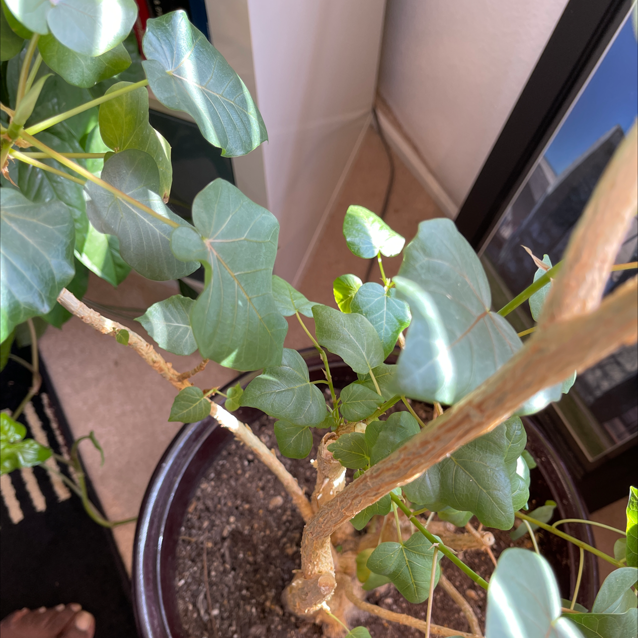 Potted Petiolate Fig plant with green leaves and visible soil.