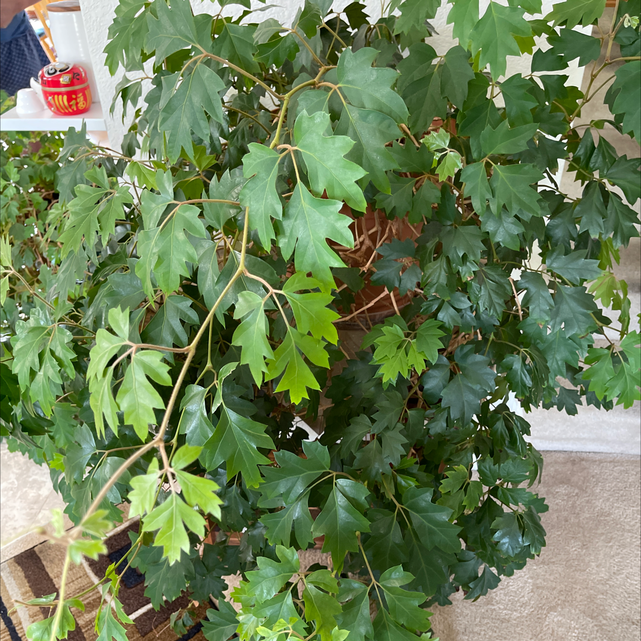 Healthy, thriving Grape Ivy plant with lush green foliage in a hanging basket, tended to by a human hand.