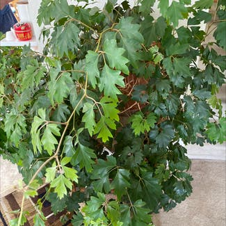 Grape Ivy plant in Denver, Colorado