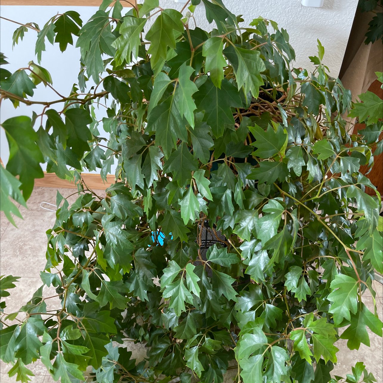 Lush, healthy Grape Ivy vine with large, deeply lobed dark green leaves, trailing and climbing densely.