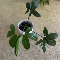Thaumatophyllum spruceanum plant