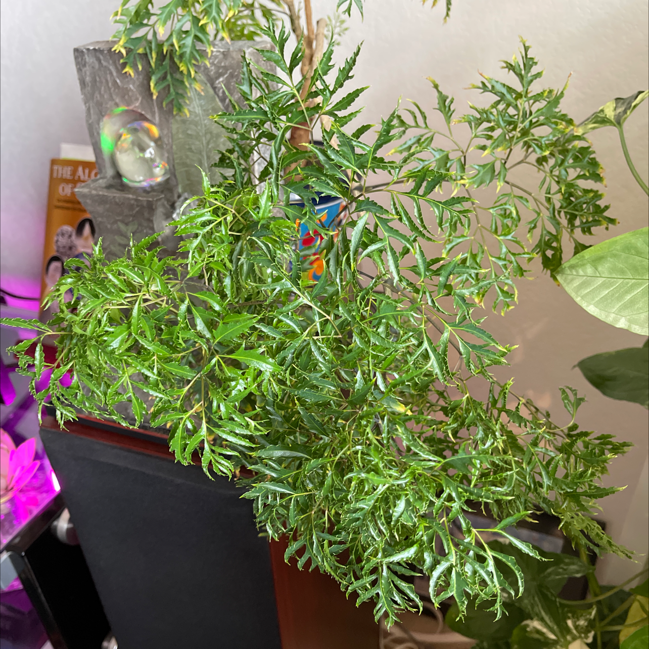 Photo of the plant species Ming Aralia by James named Ming on Greg, the plant care app