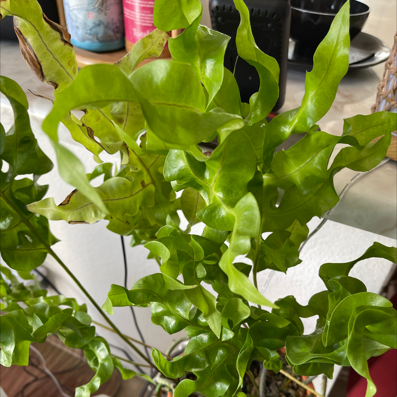 Photo of the plant species Japanese Bird's Nest Fern by James named Crinkle Fern on Greg, the plant care app