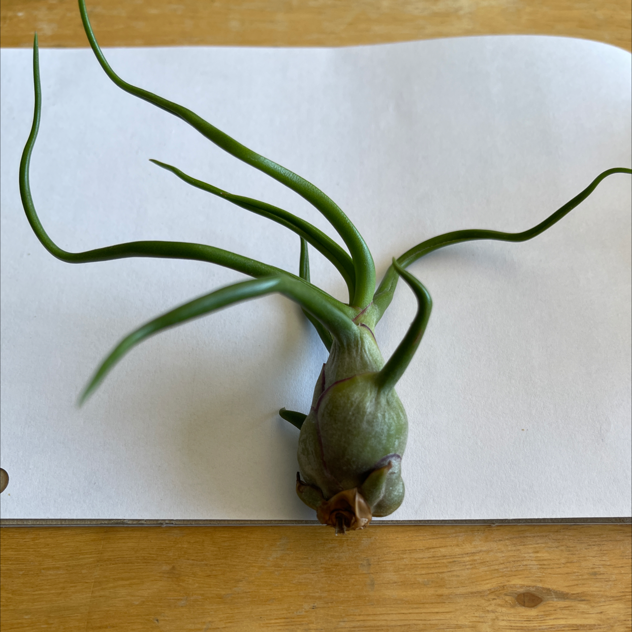 Bulbosa Air Plant on a white sheet of paper, showing green leaves and healthy appearance.