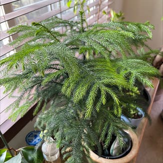 Norfolk Island Pine plant in Denver, Colorado