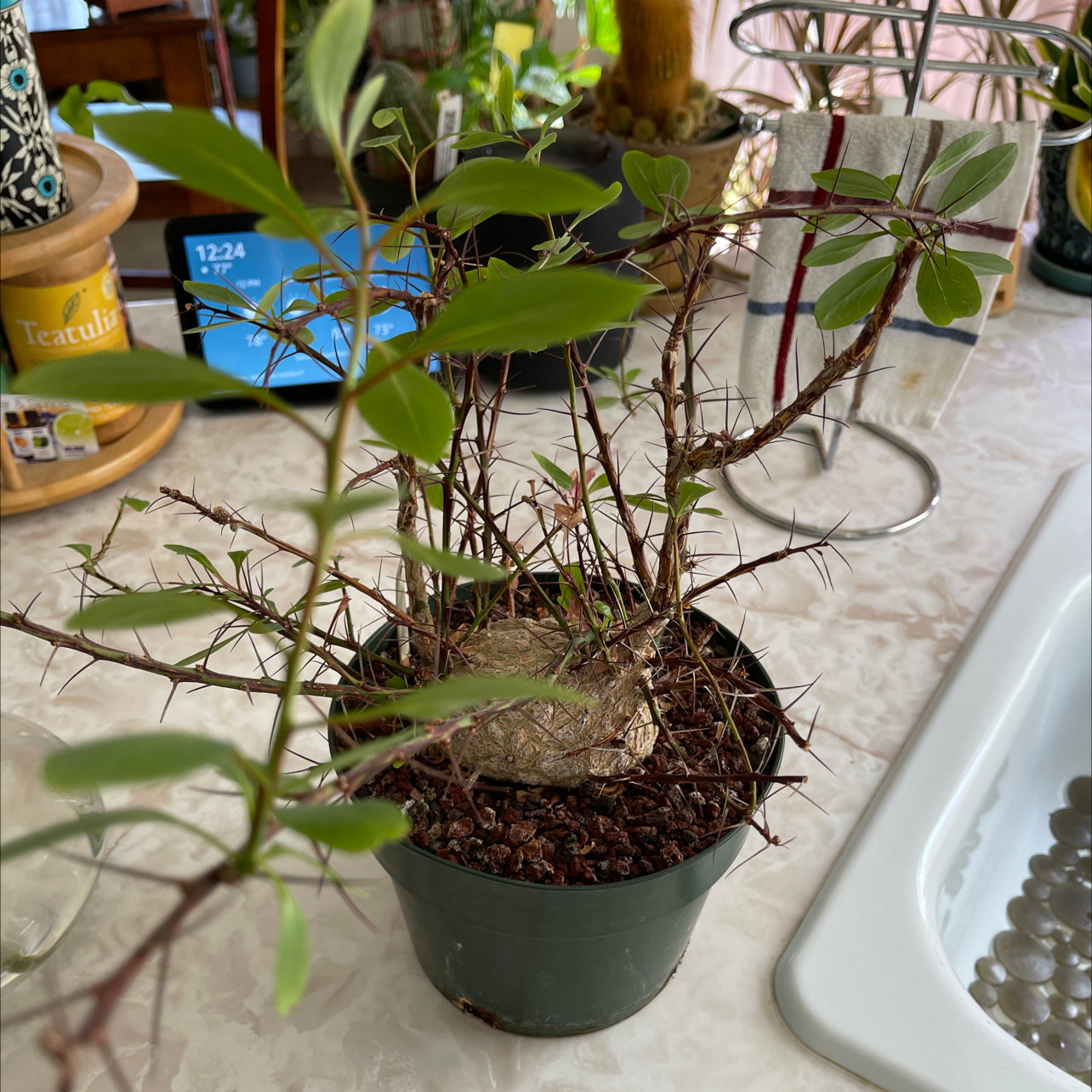 Plant care for Mexican Tree Ocotillo on Greg, the plant care app