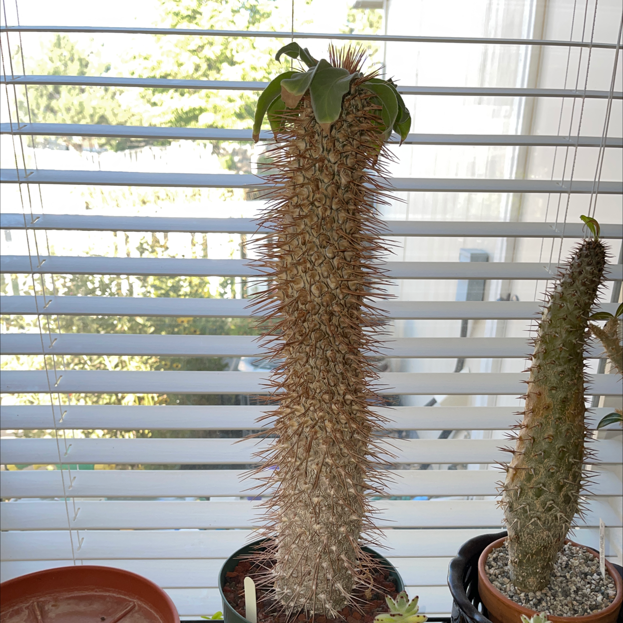Photo of the plant species Pachypodium namaquanum by James named Manny on Greg, the plant care app