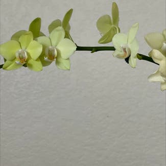 Phalaenopsis Orchid plant in Denver, Colorado