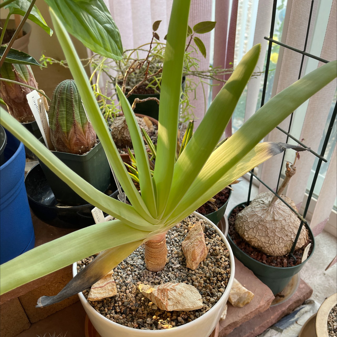 Photo of the plant species Kumara plicatilis by James named Aloe plicatilis on Greg, the plant care app