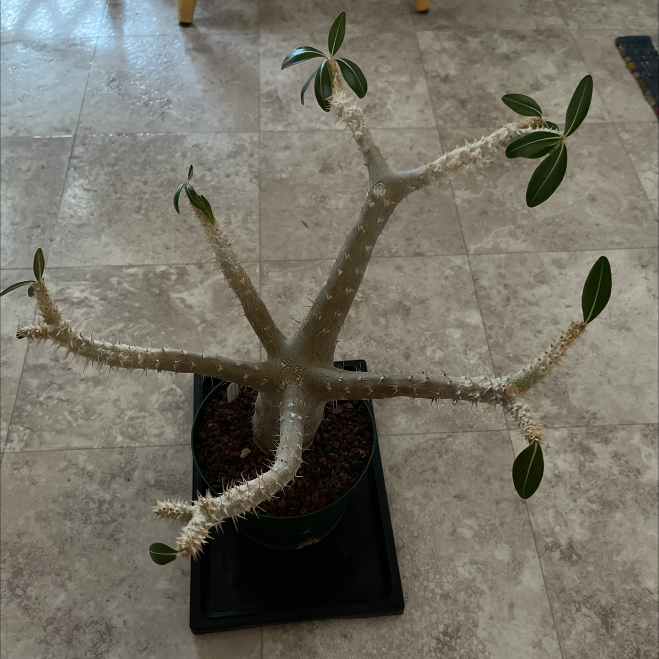Photo of the plant species elephant's foot plant by James named Rosie on Greg, the plant care app