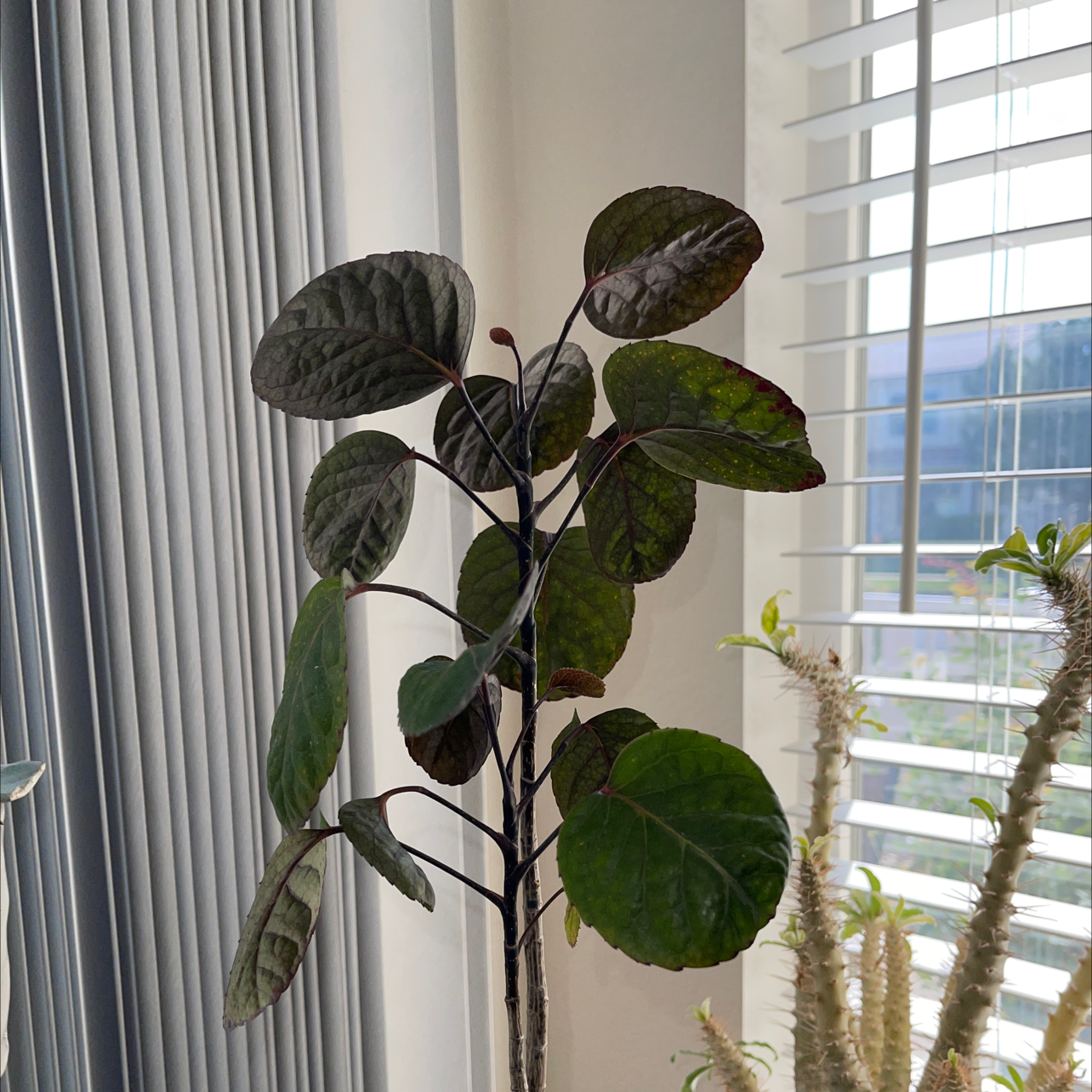 Photo of the plant species Fabian Aralia by James named Aralia Fabian on Greg, the plant care app