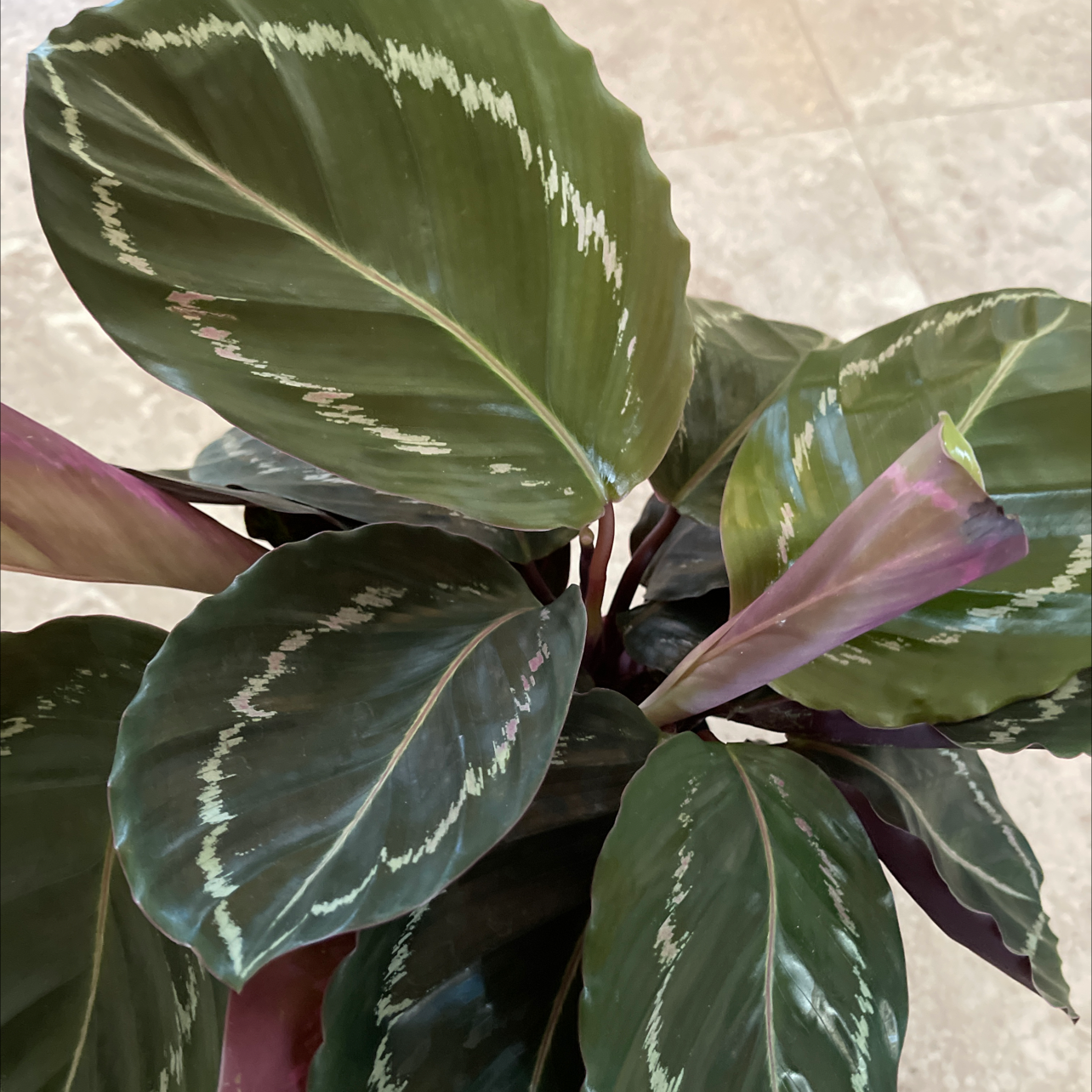 Calathea 'Medallion' plant with dark green leaves and light green patterns.