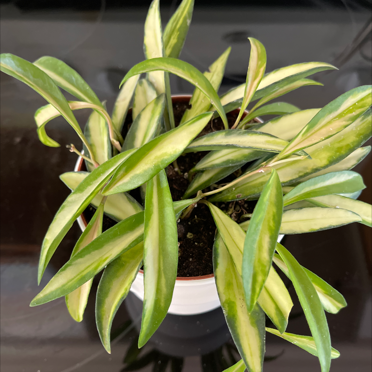 Photo of the plant species Stringbean Hoya by James named Kardashian on Greg, the plant care app
