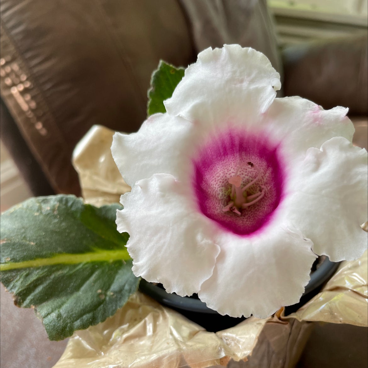 Florist's gloxinia with a white flower and pink center, healthy green leaves.
