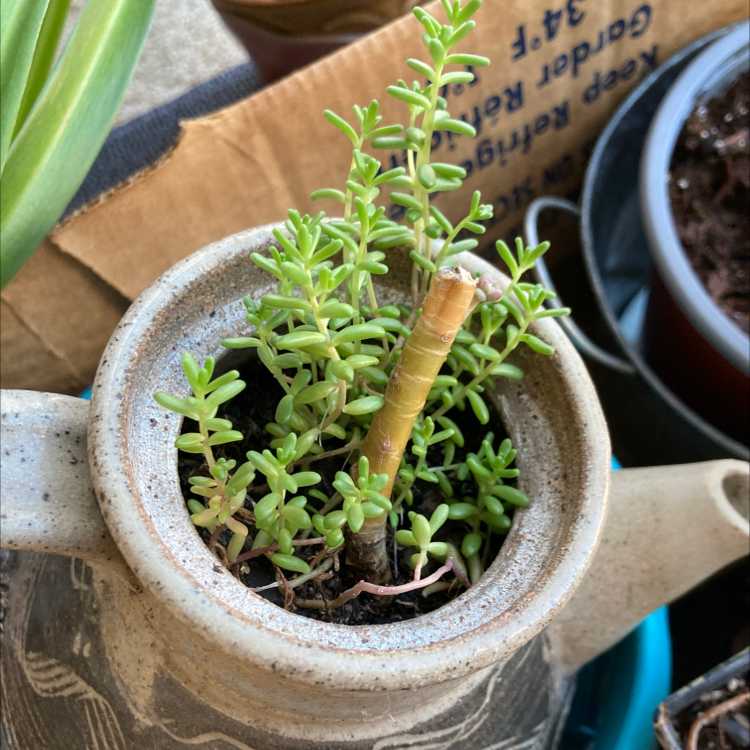 Corsican Stonecrop plant in a pot with visible soil, well-framed and in focus.