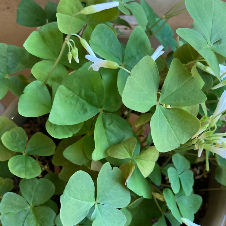Broadleaf Woodsorrel plant with green, heart-shaped leaves and small white flowers.