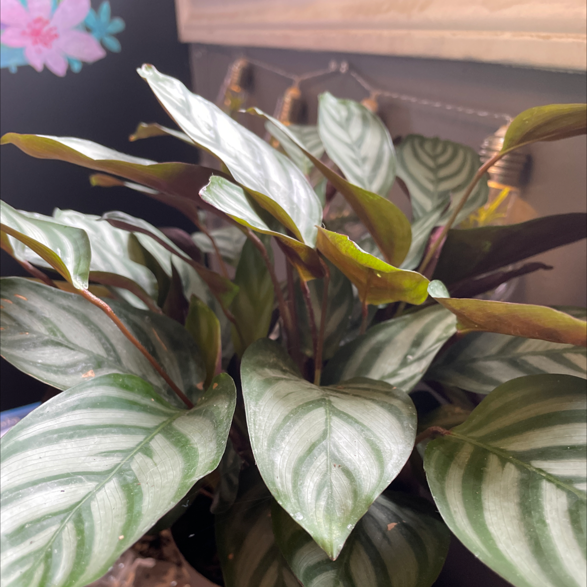 Never Never Ctenanthe plant photo by @mykidneysitch named serena on Greg, the plant care app.